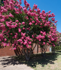 Krepová myrta - Lagerstroemia indica - semiačka - 6 ks