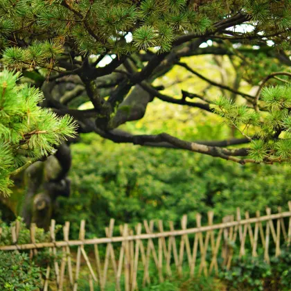 Borovica čínska - Pinus tabuliformis - semená borovice - 7 ks