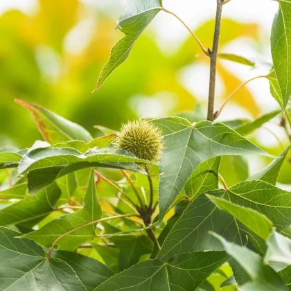 Ambróz západný - Liquidambar formosana - semiačka - 10 ks