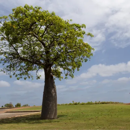 Austrálsky baobab - Adansonia gregorii - semená - 3 ks