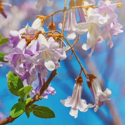 Paulovnia fortunei - Paulownia fortunei - semená - 15 ks