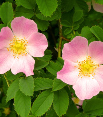 Ruža šípová - Rosa canina - semiačka - 5 ks