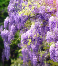 Vistéria čínska - Wisteria chinensis - semiačka - 2 ks