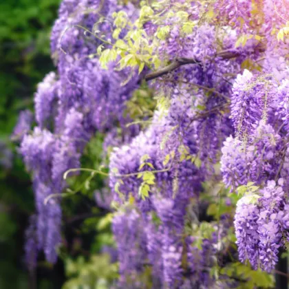 Vistéria čínska - Wisteria chinensis - semiačka - 2 ks