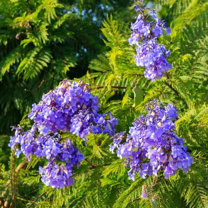 Žakaranda mimózolistá - Jacaranda mimosifolia - semiačka - 6 ks