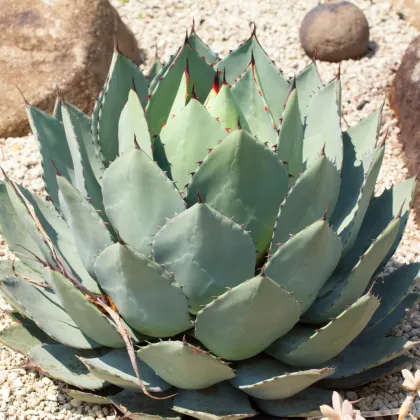 Agáve parryi - Agave parryi - semiačka - 9 ks