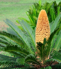 Cykas japonský - Cycas revoluta - semiačka - 2 ks