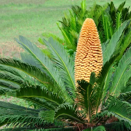 Cykas japonský - Cycas revoluta - semiačka - 2 ks