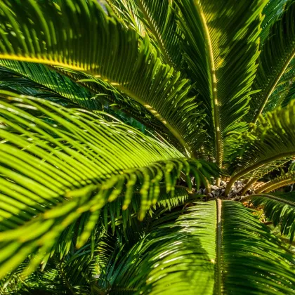 Cykas celolistý - Cykas Zamia floridana - semiačka - 2 ks