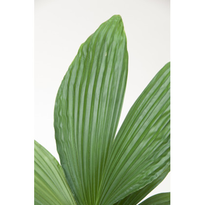 Palma - Carludovica rotundifolia - semiačka - 3 ks