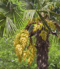 Palma konopná - Trachycarpus fortunei - semiačka - 2 ks