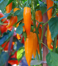 Chilli Bulharská mrkva - Capsicum annuum - predaj semien - 6 ks