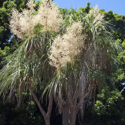 Nolina - Slonia noha -  Nolina longifolia - semiačka - 5 ks