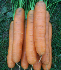 Mrkva Darina - Daucus carota - semiačka - 800 ks