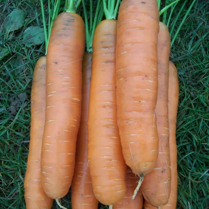 Mrkva Darina - Daucus carota - semiačka - 800 ks