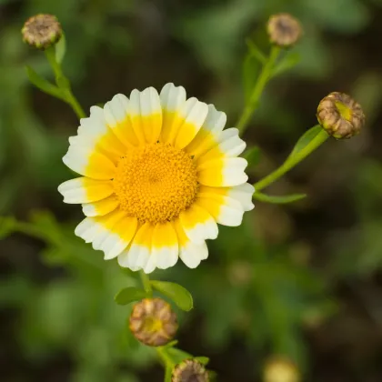 Chryzantéma jedlá - Chrysanthemum coronarium - semiačka - 400 ks