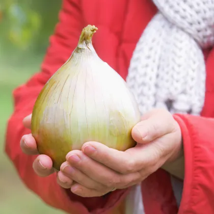 Cibuľa obrovská Kelsae - Allium cepa - semiačka - 100 ks