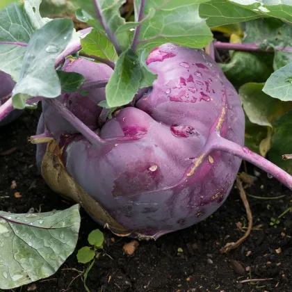 Kaleráb skorý modrý - Brassica oleracea - semiačka - 50 ks