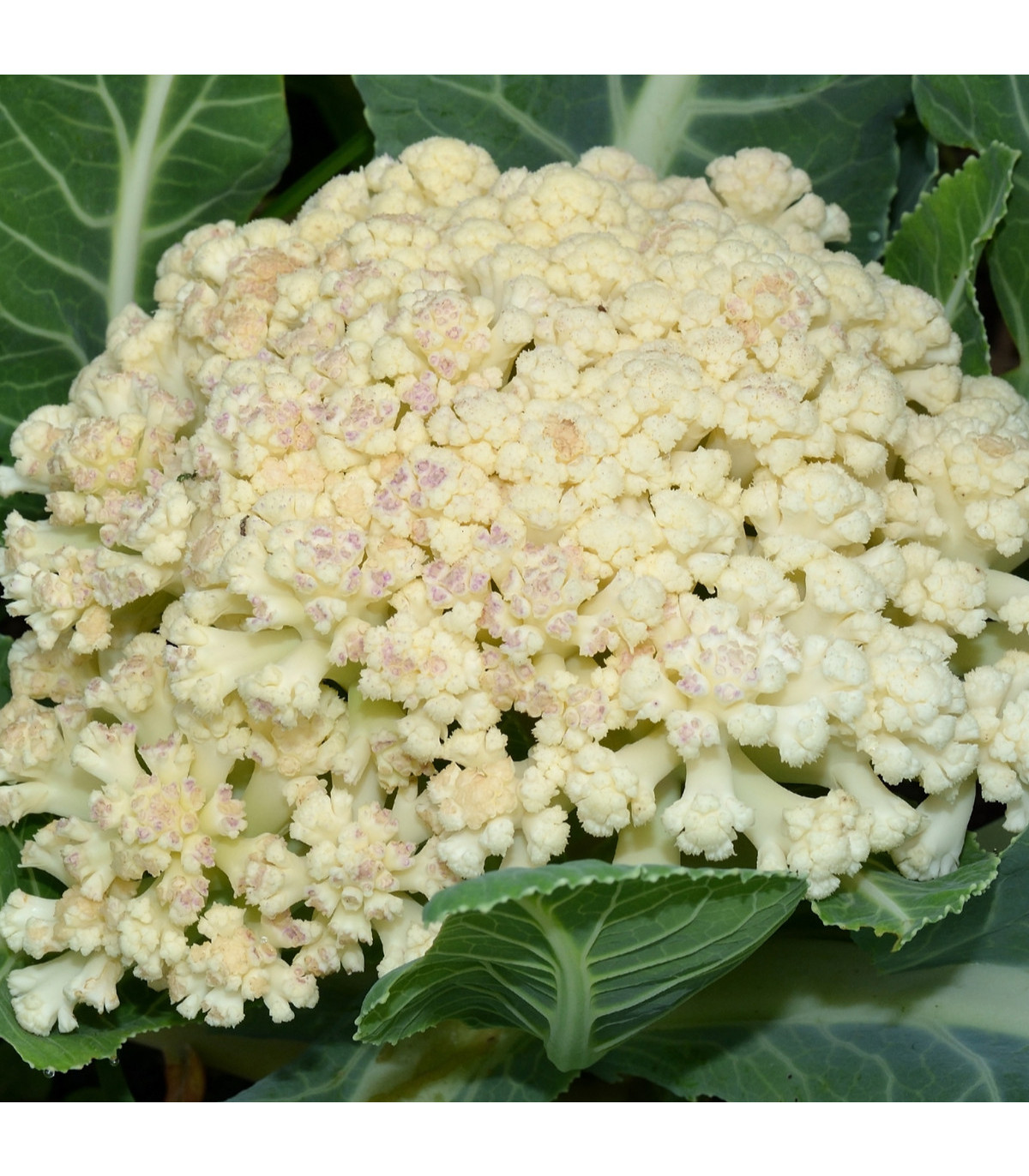 Karfiol neskorý Romanesco - Brassica oleracea botrytis - semiačka - 20 ks
