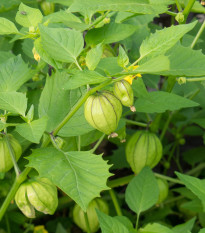 Machovka lepkavá - Tomatillo Verde - semiačka - 7 ks