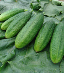 Uhorka nakladačka Mira F1 - Cucumis sativus - semiačka - 35 ks