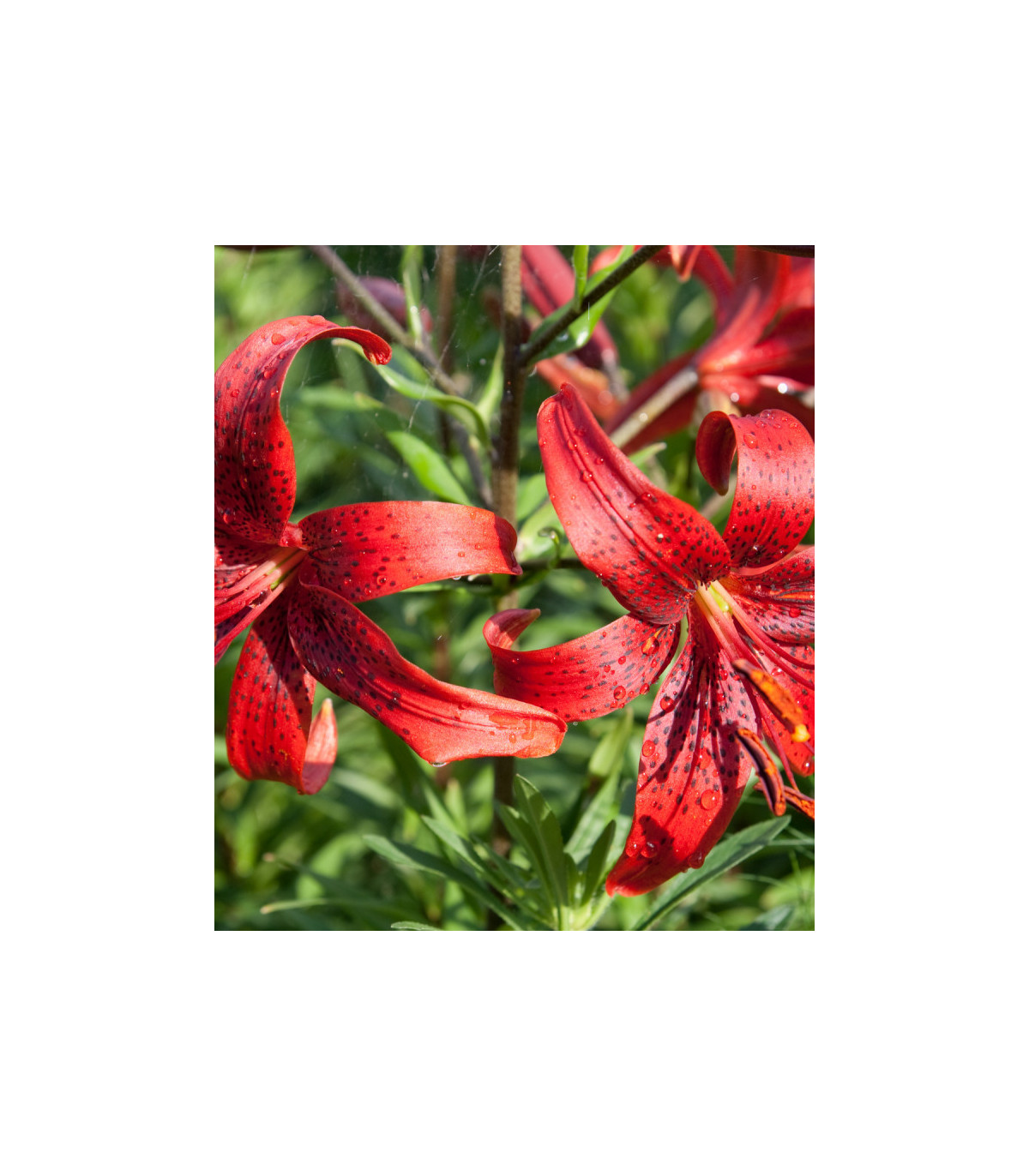 Ľalia červená Red tiger - Lilium - predaj cibuľovín - 1 ks