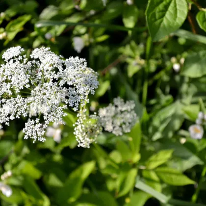 Bedrovník obyčajný - Pimpinella Saxifraga - semiačka - 50 ks