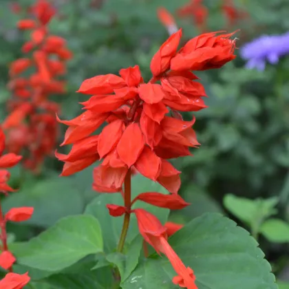 Šalvia žiarivá Johannisfeuer - Salvia splendens - predaj semienka - 15 ks