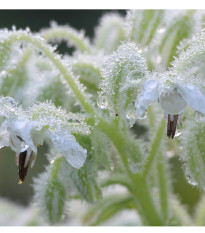 Borák lekársky biely - Borago officinalis - semiačka - 20 ks