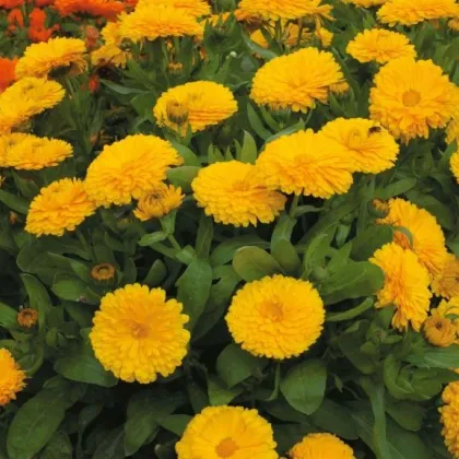 Nechtík lekársky žltý - Calendula officinalis - semiačka - 30 ks