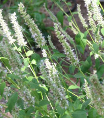 Yzop lekársky biely - Hyssopus officinalis - semiačka - 100 ks