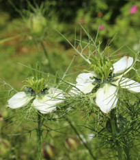 Černuška siata - Rasca čierna - Nigella sativa - predaj semien - 25 ks