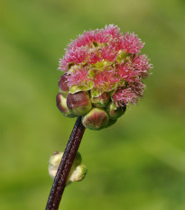 Krvavec menší - Sanguisorba minor - semiačka - 8 ks