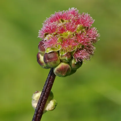 Krvavec menší - Sanguisorba minor - semiačka - 8 ks