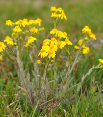 Ruman farbiarsky - Anthemis tinctoria - semiačka - 500 ks