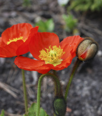 Mak holý Gnome - Papaver nudicaule - semiačka - 50 ks