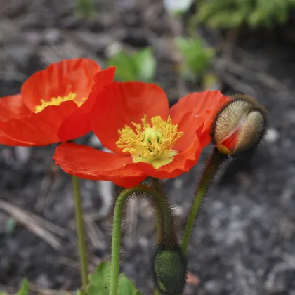 Mak holý Gnome - Papaver nudicaule - semiačka - 50 ks