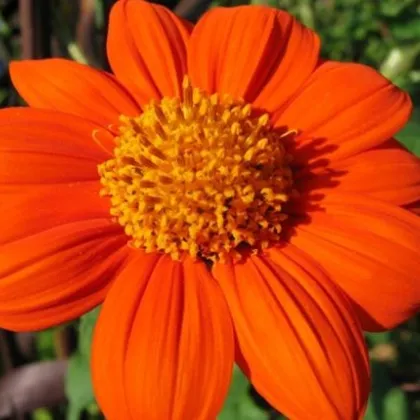 Titónia okrúhlolistá - Tithonia rotundifolia - predaj semien - 60 ks