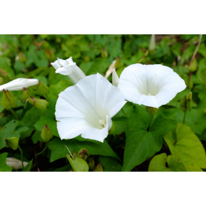 Kobea šplhavá biela - Cobaea scandens - predaj semien  - 0,5 g