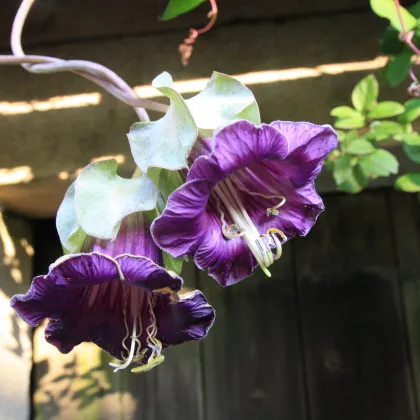 Kobea šplhavá fialová - Cobaea scandens - predaj semien - 7 ks