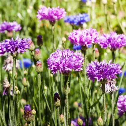 Nevädza zmes - Centaurea cyanus - predaj semien - 100 ks