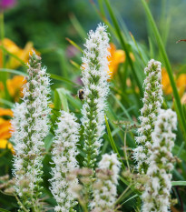 Liatra klasnatá biela Floristan White - Liatris spicata - semiačka - 20 ks