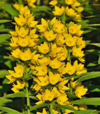 Čerkáč obyčajný - Lysimachia vulgaris - semiačka - 200 ks