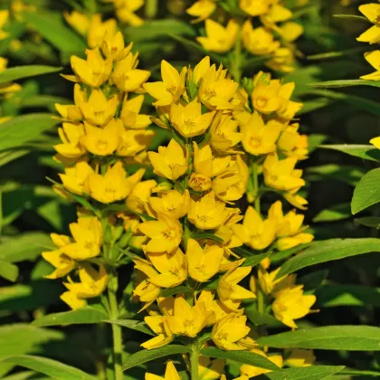 Čerkáč obyčajný - Lysimachia vulgaris - semiačka - 200 ks