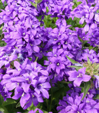 Zvonček klbkatý - Campanula glomerata - predaj semien - 600 ks