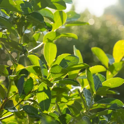 Cezmína paraguajská - Mathé - Ilex paraguariensis - semiačka - 6 ks