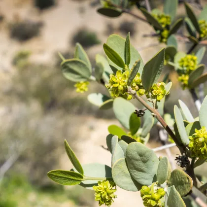 Jojoba - Krušpán - Simmondsia chinensis - semiačka - 6 ks