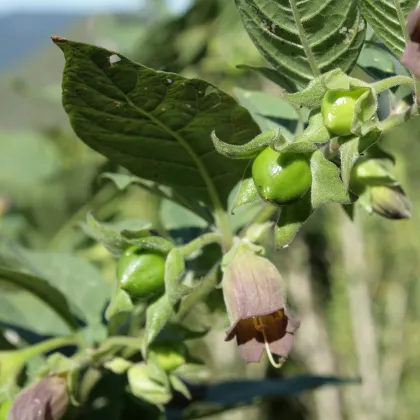 Ľuľkovec zlomocný - Atropa belladonna - semiačka - 10 ks