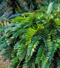 Cykas otrubnatý - Cykas Zamia furfuracea - semiačka - 2 ks