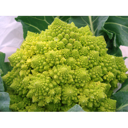 Brokolica Romanesco - Brassica oleracea L. - semiačka - 250 ks
